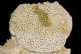 Fossil Coral Colony (Stylina & Thecosmilia) Association - Germany #157317-2
